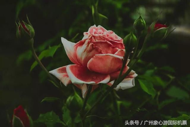 这些风景超美的冷门国家,不仅免签,还消费低!