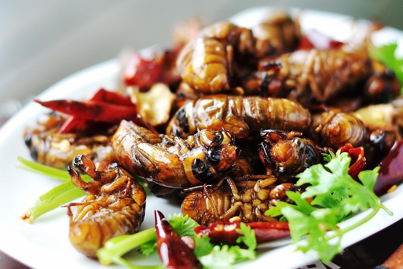 乡下这虫子叫唐僧肉,上等补肾食材,可惜很多人