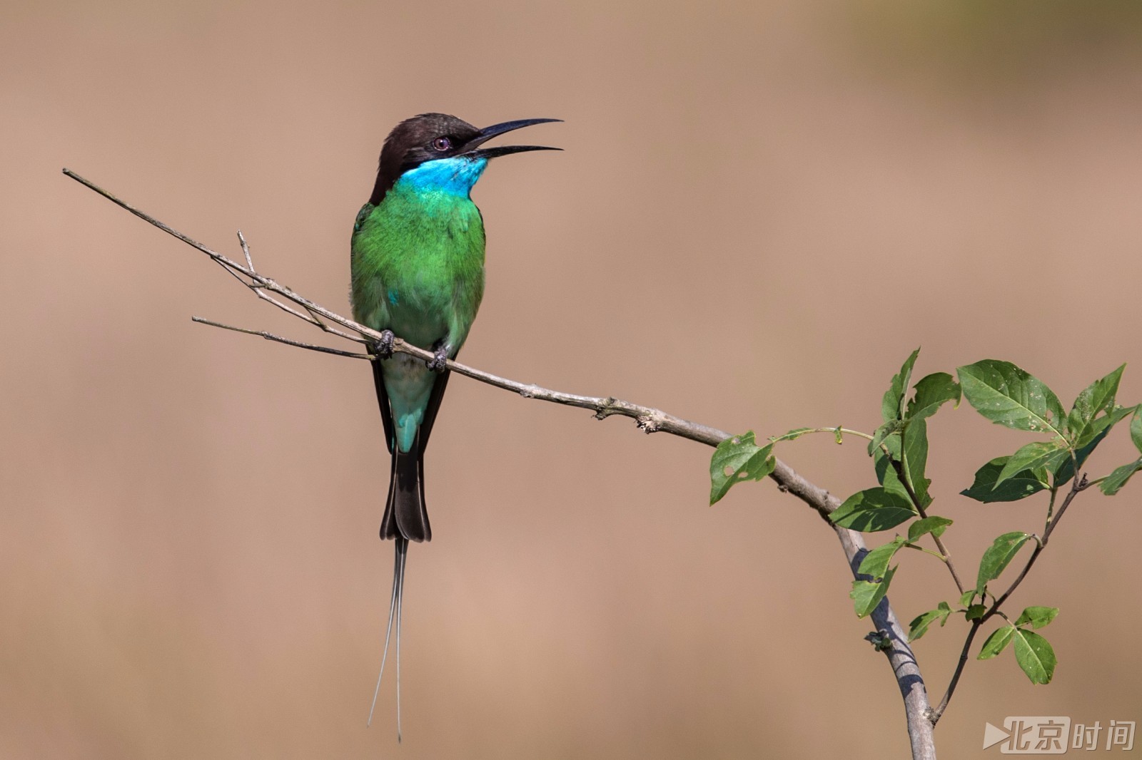 这只鸟被称为"中国最美小鸟" 看了后服气!