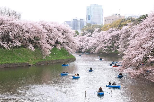 2018年日本樱花前线时间表 全日本的赏樱胜地