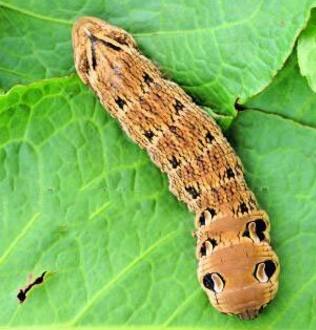 惊呆!阿根廷出现怪异双头生物还3只眼 惊呆!阿根廷出现怪异双头生物还3只眼