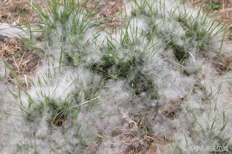 杨柳春季开花漫天飘絮让人抓狂,该不该更换树