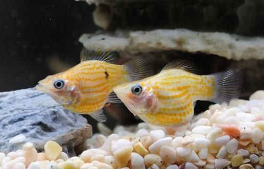 孔雀鱼能和什么鱼混养?斗鱼居然可以,孔雀鱼品