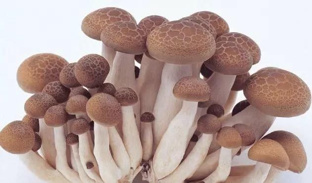 家里做蘑菇之前要不要开水烫一下或煮一下?