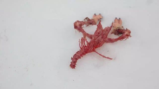 设计女神告诉你:在南极穿比基尼是一种什么感