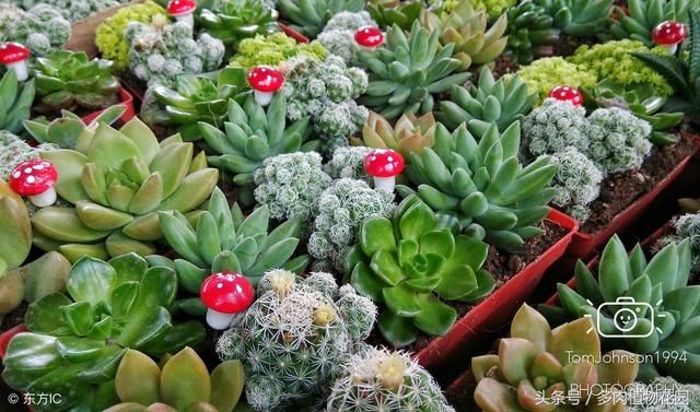 想要做好摆摊儿卖多肉植物赚钱,你得做好这几