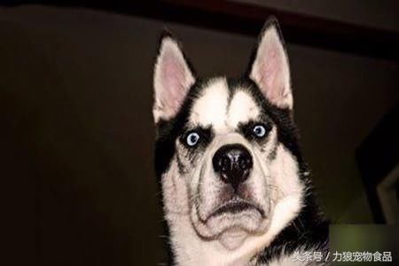 据说,养狗的人都容易得这十种病,有三个以上的