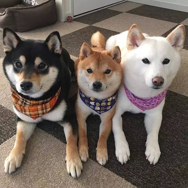 集齐三色萌柴犬 太让人羡慕了!