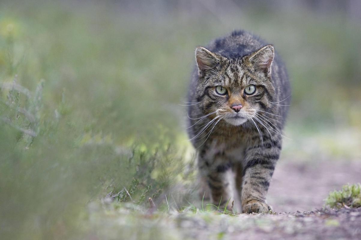 11月6日发表在《当代生物学》的研究发现,尽管欧洲野猫和家猫在英国