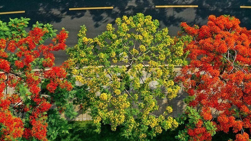 云南开远:凤凰花开 “金”艳全城 云南开远:凤凰花开 “金”艳全城