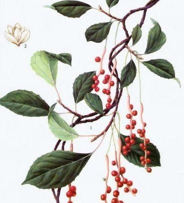 45岁男子体检肝功正常,半年后肝硬化腹水,医生