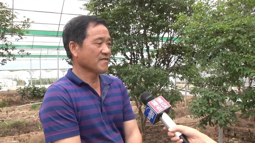 永安树葡萄上《福建农村新闻联播》栏目啦!