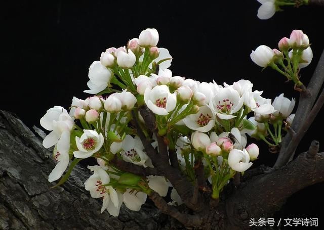 千树万树梨花开 36首含有梨花的诗句,一起欣赏