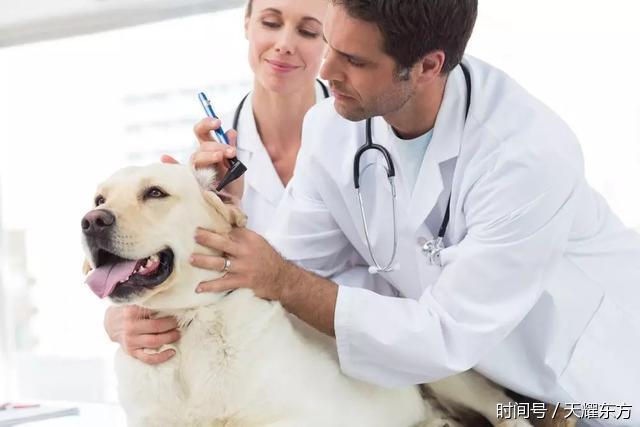 2018年中国宠物行业市场前景分析及中国宠物