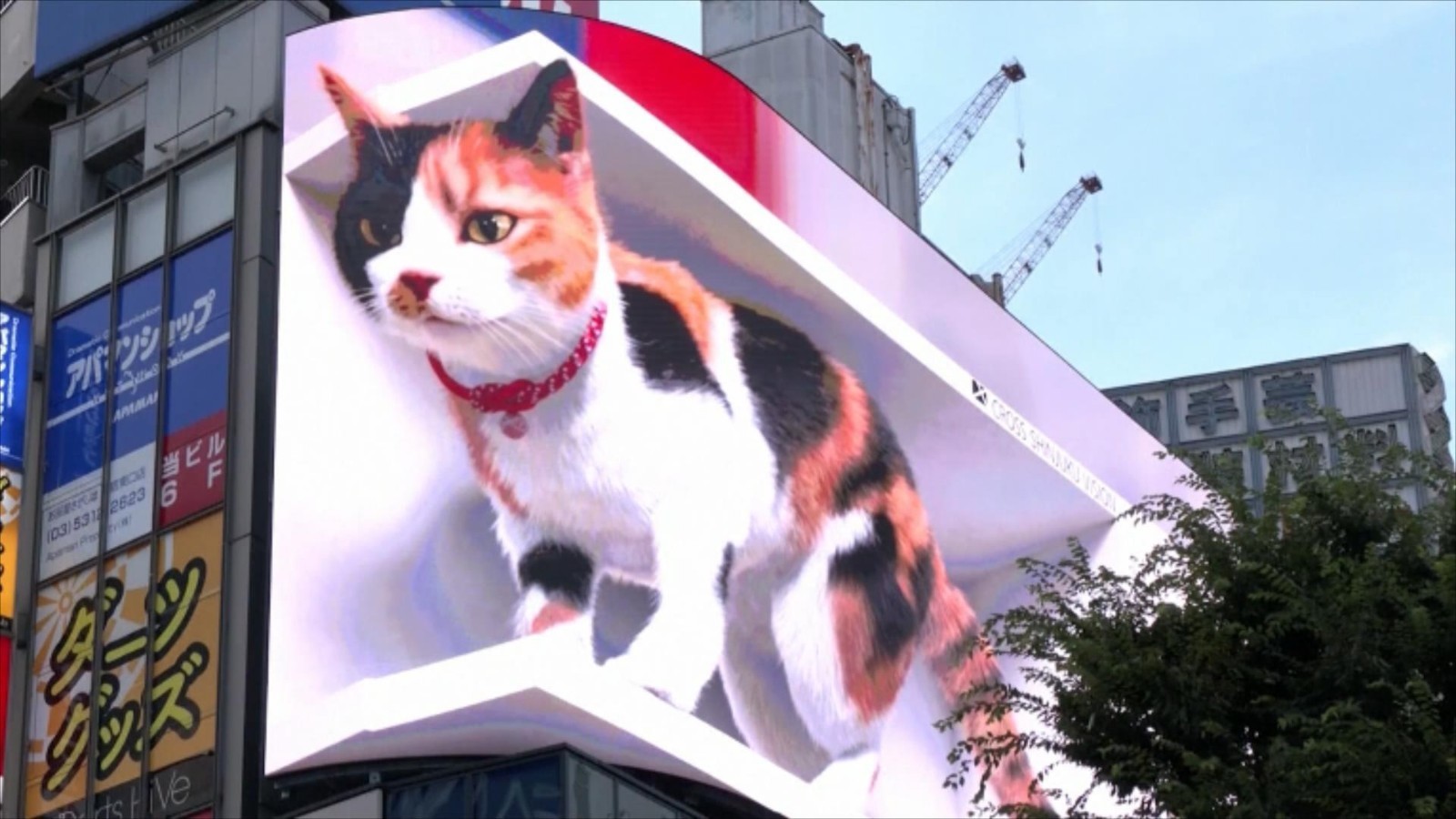 巨型3d猫咪亮相日本东京街头