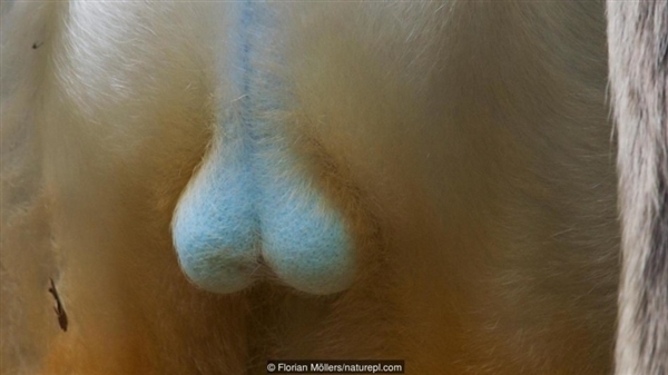 不忍直视!动物生殖器一览:看完彻底惊呆了 不忍直视!动物生殖器一览:看完彻底惊呆了