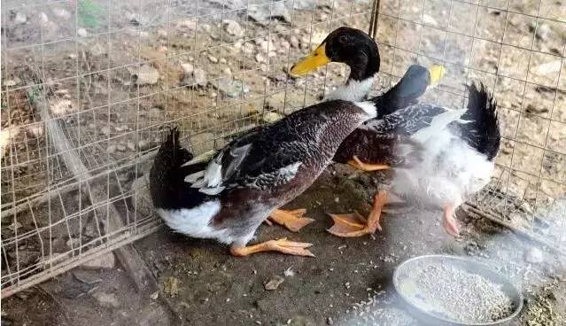 近日,武汉黄陂木兰花乡鸟语林内的一只长了四条腿的鸭子吸引了众多