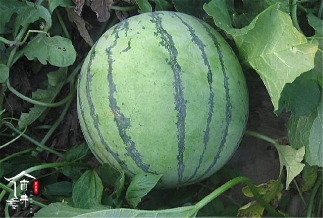 如何挑选一个好的西瓜,看瓜蒂,分公母,光拍打听