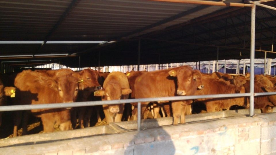 农民养牛赚钱吗?养几头牛一年能挣5万?