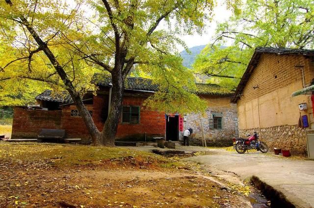 在农村,这5种树栽在门口,将来一定会大富大贵,飞黄腾达!