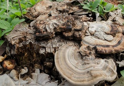 每天吃点它,养肝护肝排肝毒,让你的肝净一辈