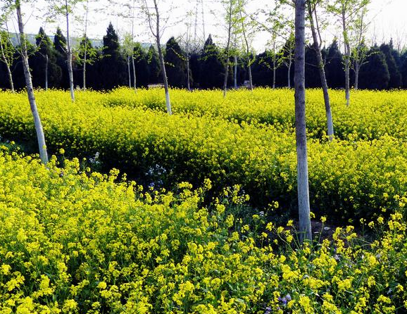 2018北京田村油菜花攻略 北京清明赏花旅游指南