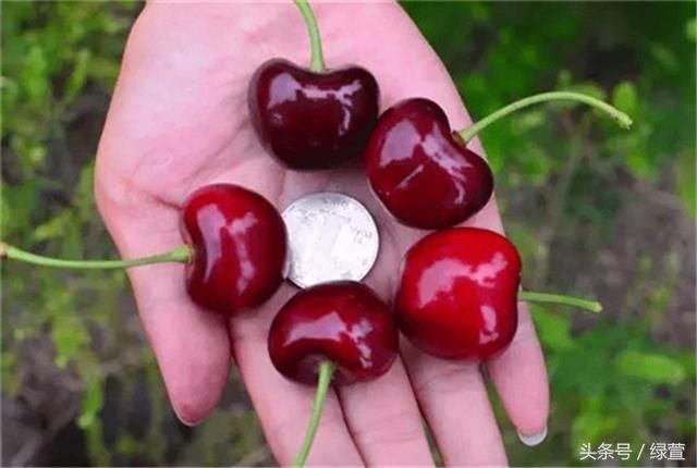 如何区分樱桃和车厘子、红灯和美早?