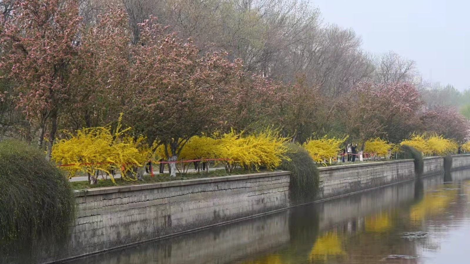 ​元大都遗址公园海棠花开