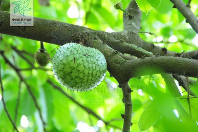 这个水果被称 这个水果被称