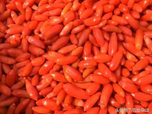 枸杞泡水喝,清热解毒,益精明目,还提高免疫力 枸