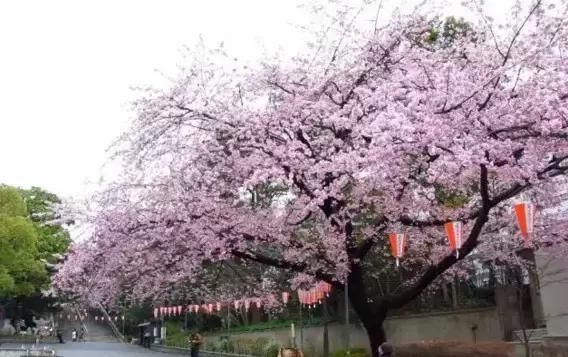 中国人去日本自由行要花多少钱?