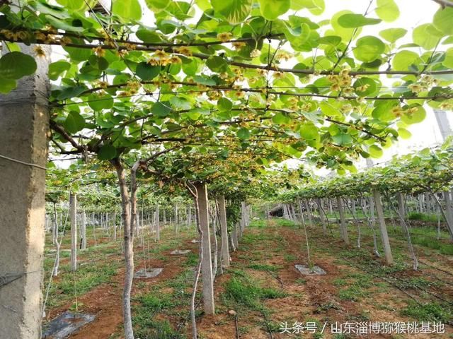 山东青岛即墨葡萄改种猕猴桃收益高,每亩收入