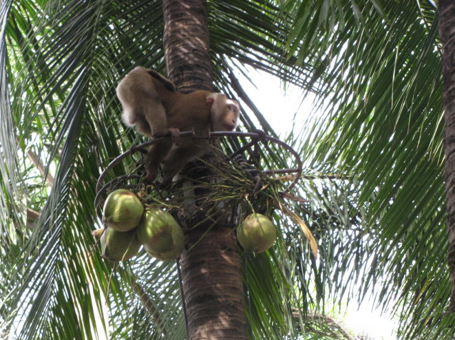 男子驯养猴子日摘200颗椰子,猴子忍无可忍,一