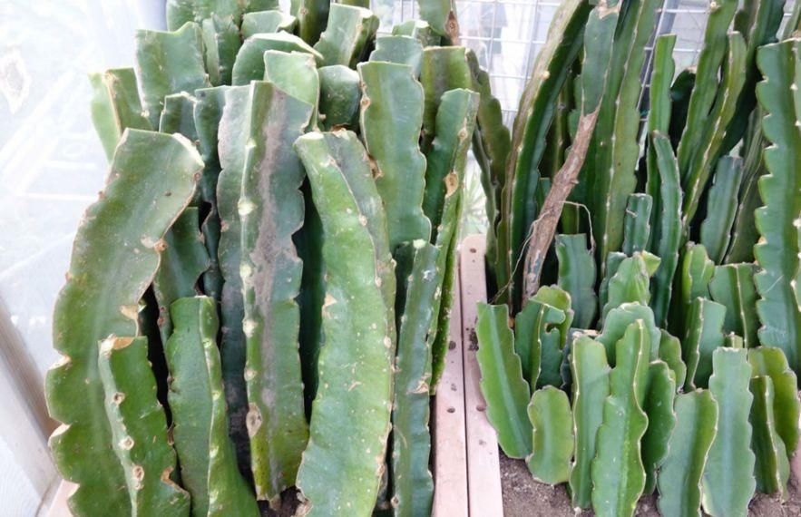 学会嫁接蟹爪兰的几个技巧,各种仙人掌植物都