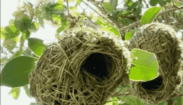640_368gif 动态图 动图