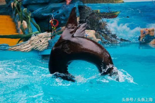 给河马刷牙?浣熊浑水摸鱼?动物度夏还有这操