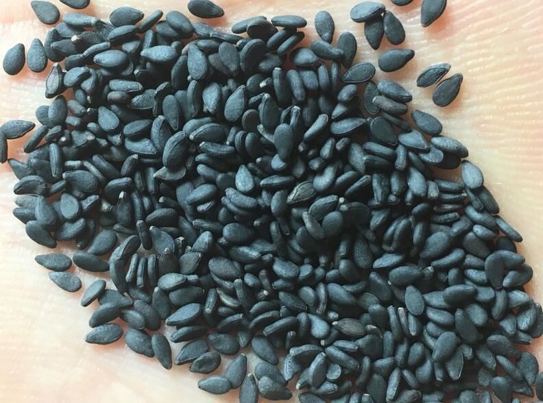 黑芝麻的原产地是哪里?哪个地方的黑芝麻好?