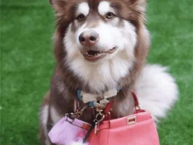 花式炫富王思聪,一只狗的幸福生活!苹果手机堆