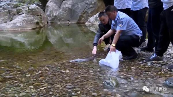 随后，在记者的陪同下，森林公安的警察奔波了几个小时，将这条娃娃鱼带到大方县境内的一处生态环境较好、适合娃娃鱼生长的地方进行放生。