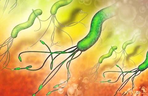 几片叶子专治幽门螺杆菌,1个月痊愈,肠胃不好