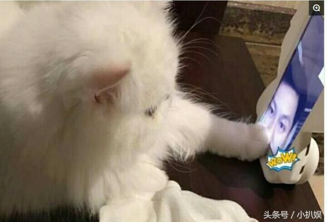 同被李晨爱过的张馨予和范冰冰,你更喜欢谁?网