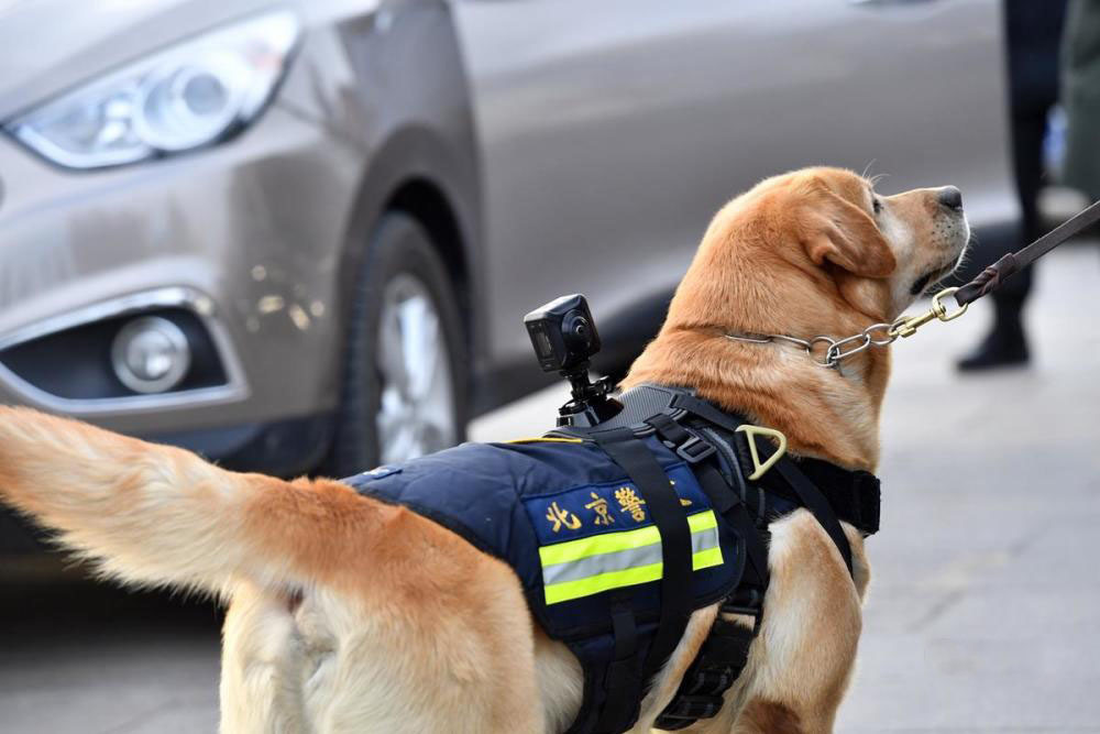 北京市公安局警犬图片