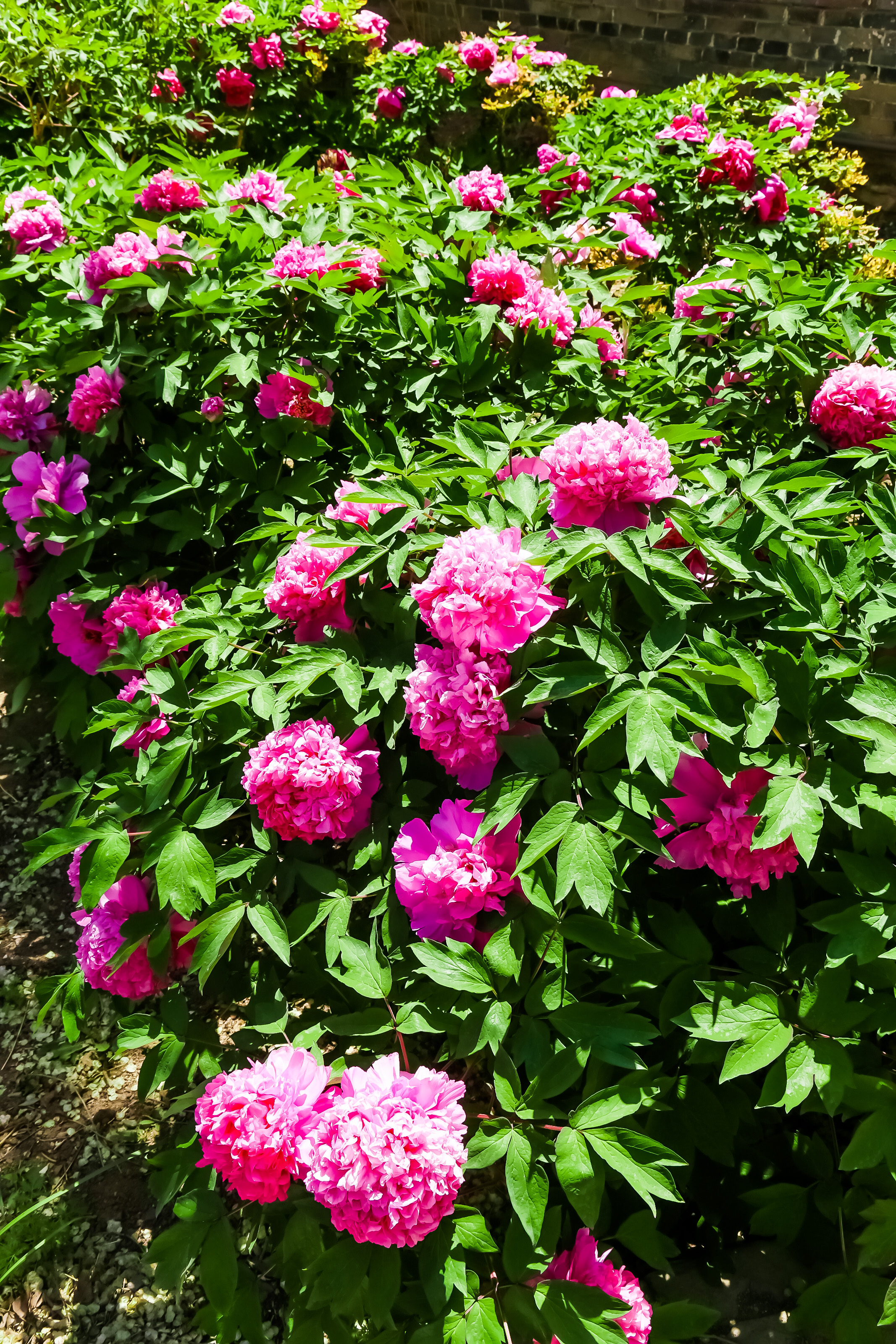 延庆牡丹文化节"花开花落二十日"至花期结束 "花样"活动等您来