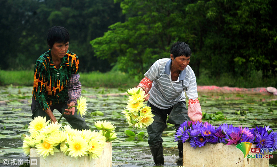 广西柳州，柳北区石碑坪镇下陶村的农民在采摘的九品香莲。