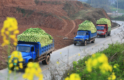 满载泡青菜的车队. 陆永忠 摄
