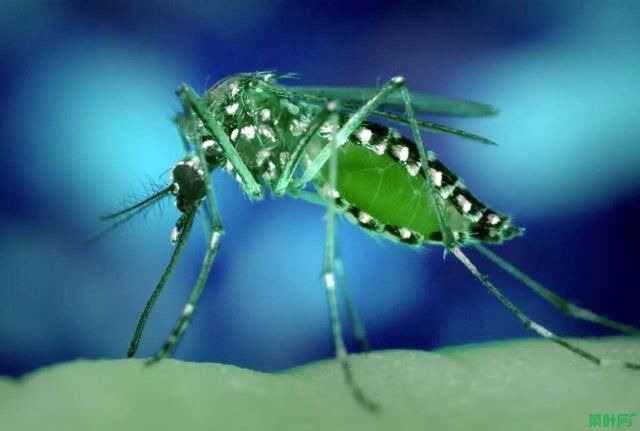 比一般蚊子还毒的花脚蚊你见过吗?资深病毒传
