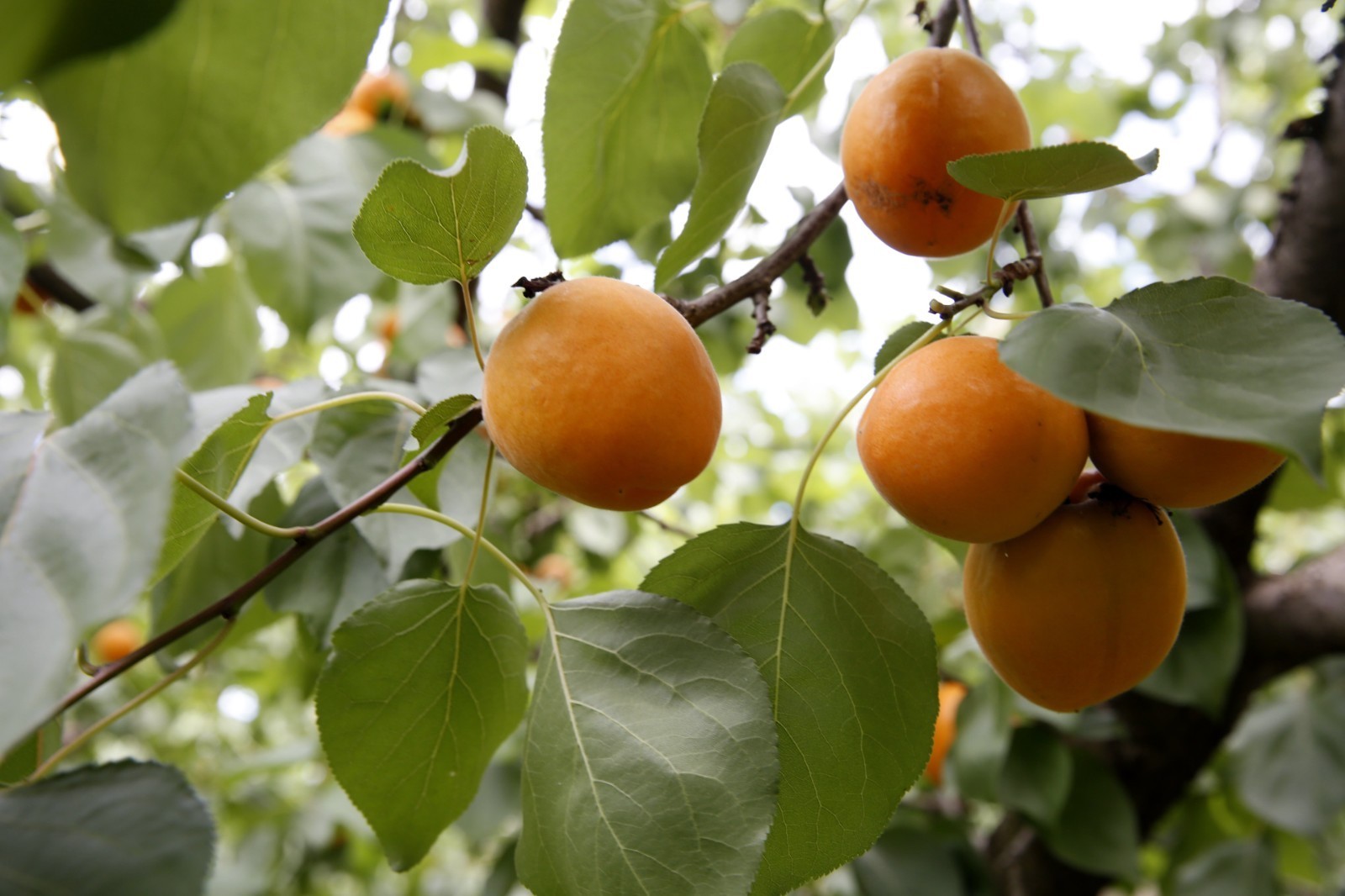 平谷北寨红杏陆续成熟 品果尝鲜正当时