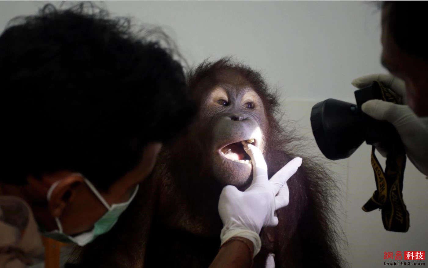 看那些手术台上窘态百出的动物们