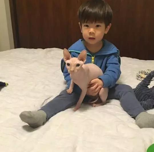 霍思燕家的猫生了5只值15万的小崽,王思聪家连