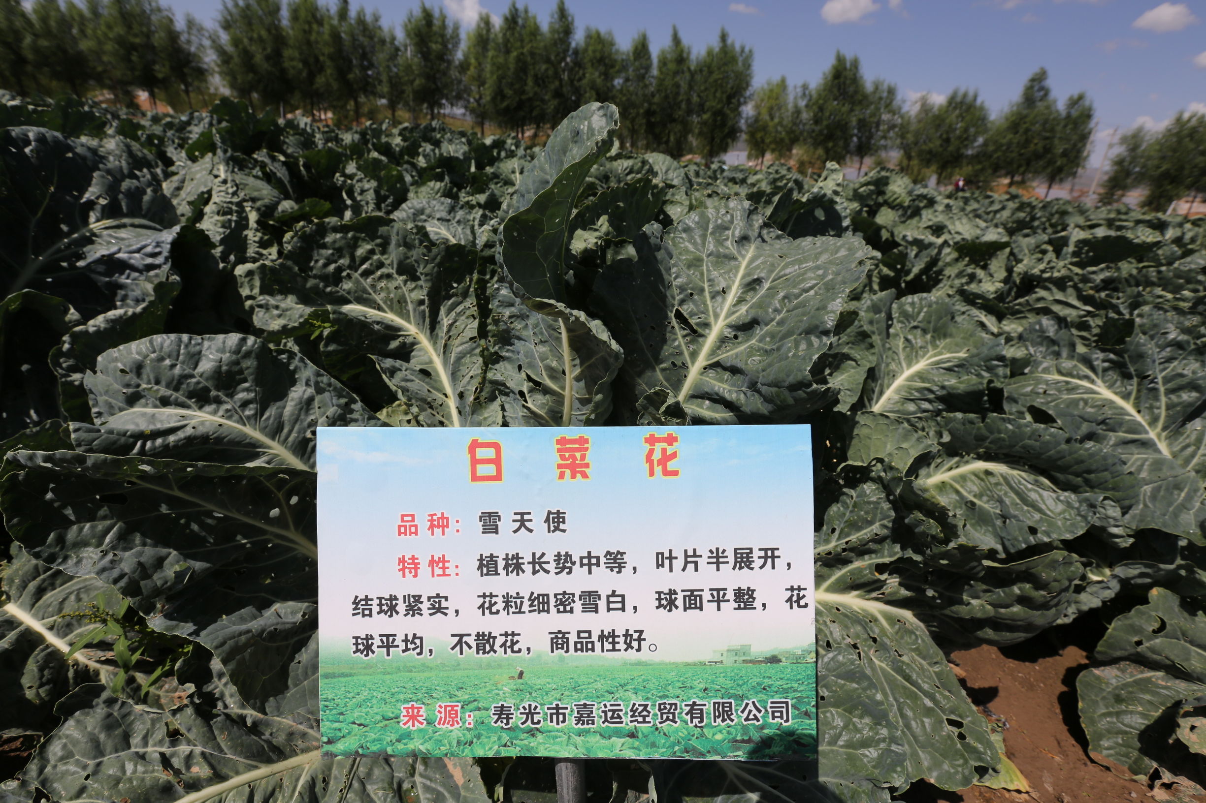 宁夏姚磨村万亩冷凉蔬菜基地 寿光品种真不少